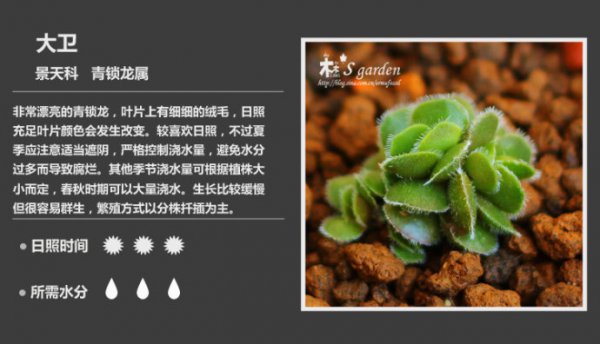 50种常见多肉植物图鉴