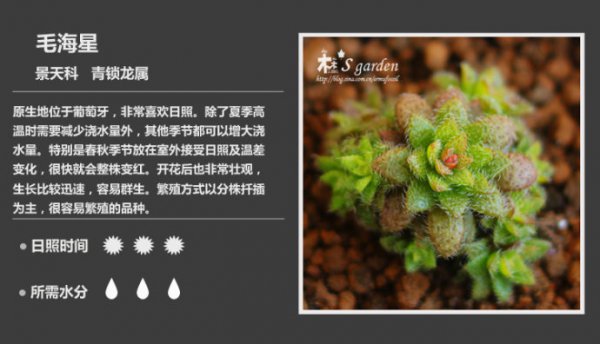 50种常见多肉植物图鉴