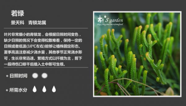 50种常见多肉植物图鉴