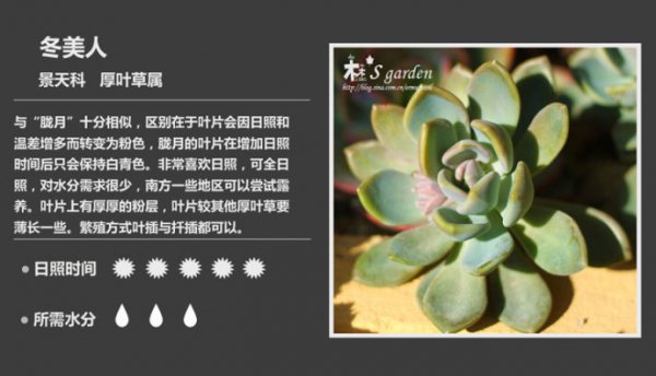 50种常见多肉植物图鉴