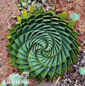 多肉植物之所罗门芦荟 《多肉植物之所罗门芦荟探秘》