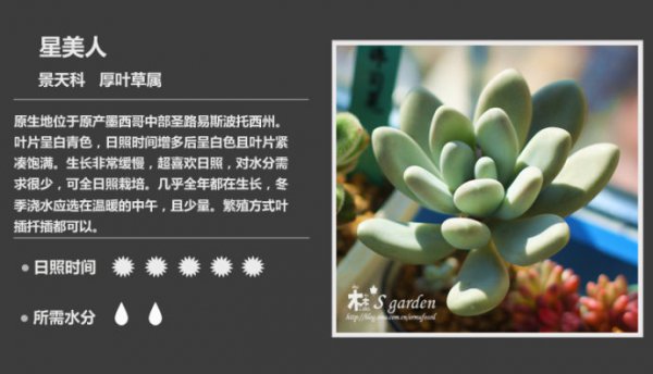 50种常见多肉植物图鉴