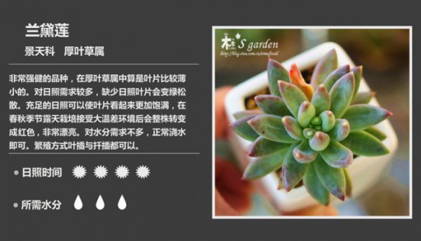 50种常见多肉植物图鉴