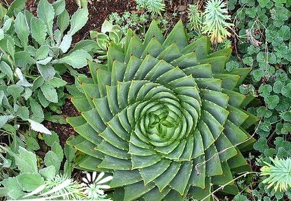 多肉植物之所罗门芦荟