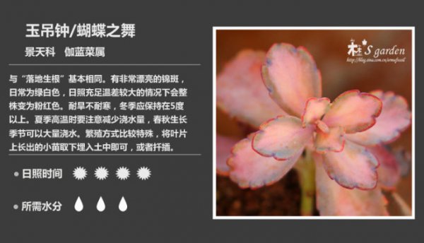 50种常见多肉植物图鉴