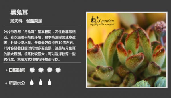 50种常见多肉植物图鉴