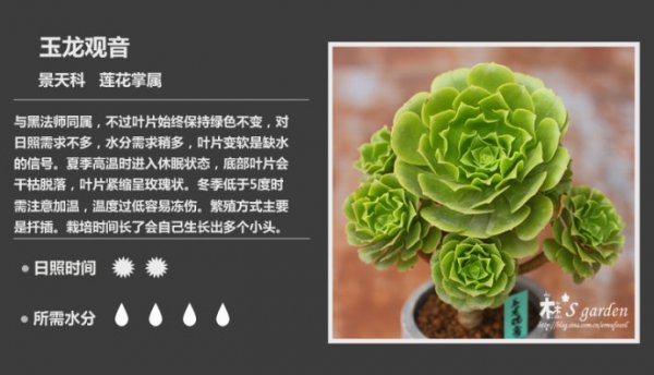 50种常见多肉植物图鉴