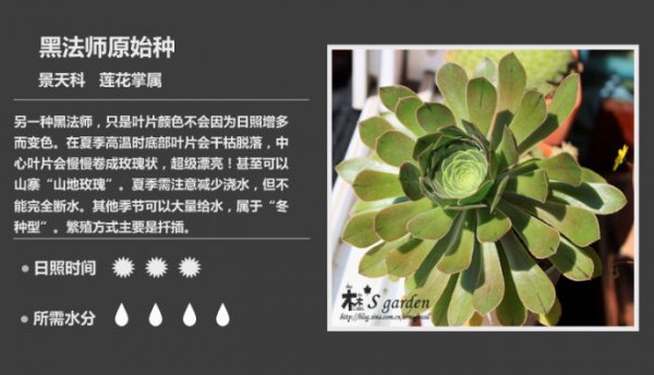 50种常见多肉植物图鉴