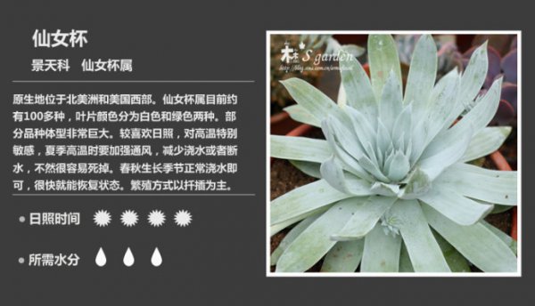 50种常见多肉植物图鉴