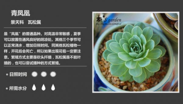 50种常见多肉植物图鉴
