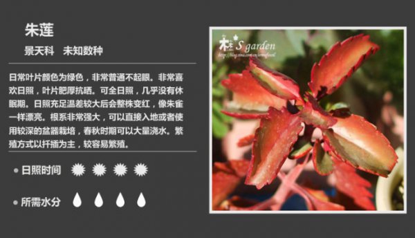 50种常见多肉植物图鉴