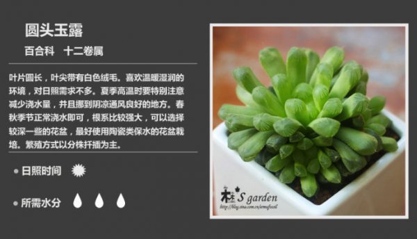 50种常见多肉植物图鉴