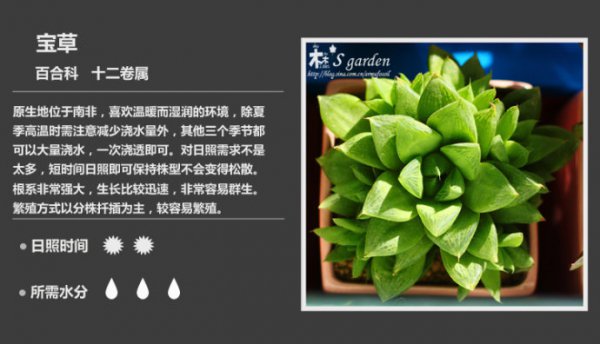 50种常见多肉植物图鉴