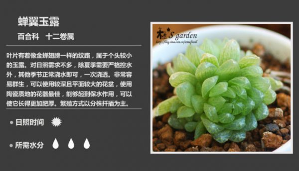 50种常见多肉植物图鉴