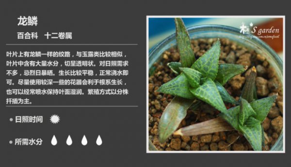 50种常见多肉植物图鉴