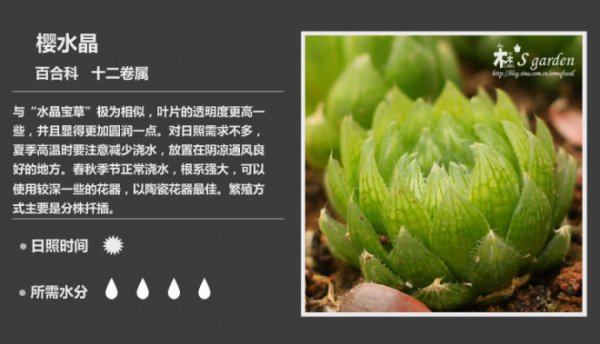 50种常见多肉植物图鉴
