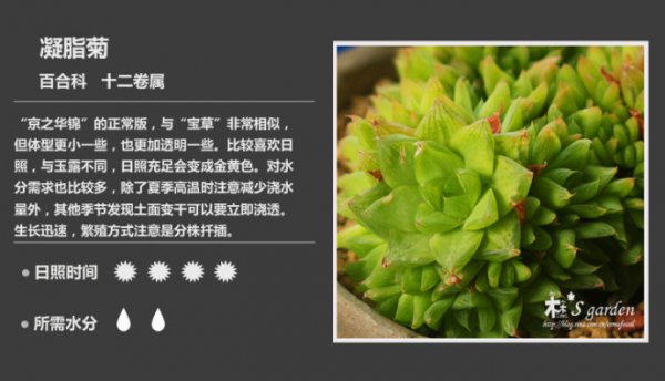 50种常见多肉植物图鉴