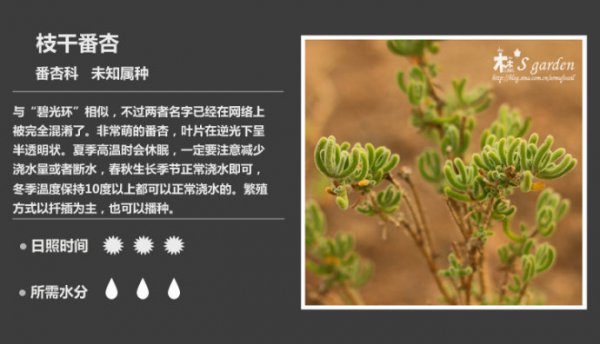 50种常见多肉植物图鉴