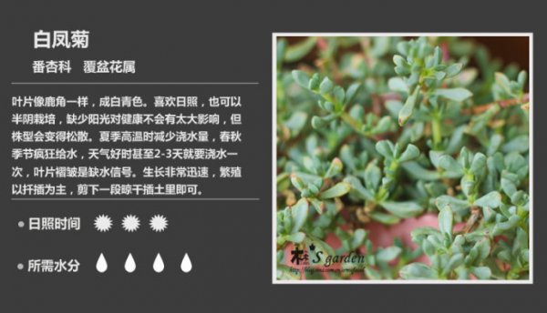 50种常见多肉植物图鉴