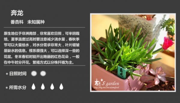 50种常见多肉植物图鉴