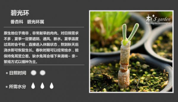 50种常见多肉植物图鉴