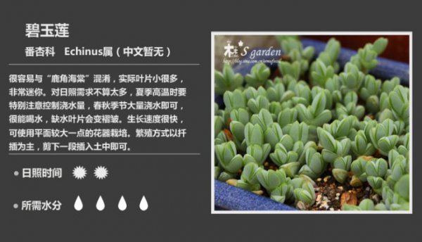 50种常见多肉植物图鉴