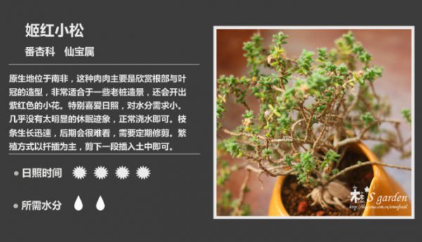 50种常见多肉植物图鉴