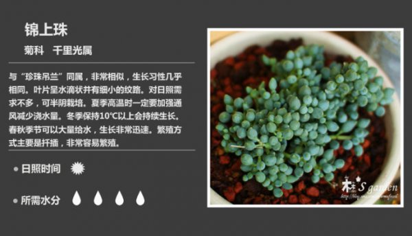 50种常见多肉植物图鉴