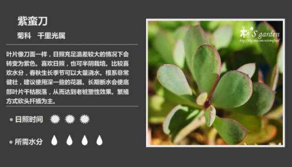 50种常见多肉植物图鉴