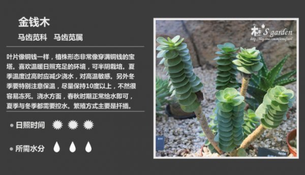 50种常见多肉植物图鉴