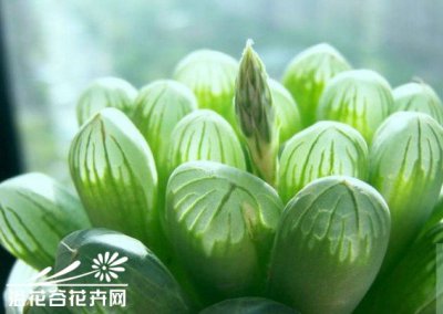 典雅清秀的十二卷 《典雅清秀十二卷》