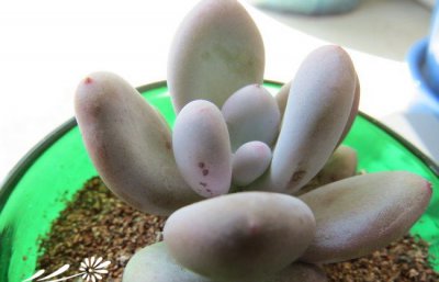 多肉植物冻伤、晒伤、干裂的处理方法