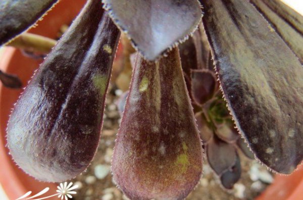多肉植物冻伤、晒伤、干裂的处理方法