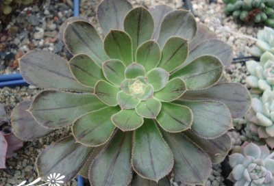 黑法师锦Aeonium arboreum var rubrolineatum