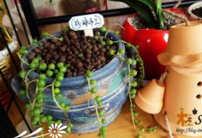 珍珠吊兰-多肉植物成长记 《珍珠吊兰多肉植物的成长历程》