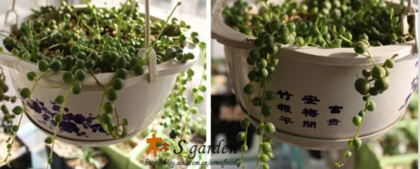 珍珠吊兰-多肉植物成长记