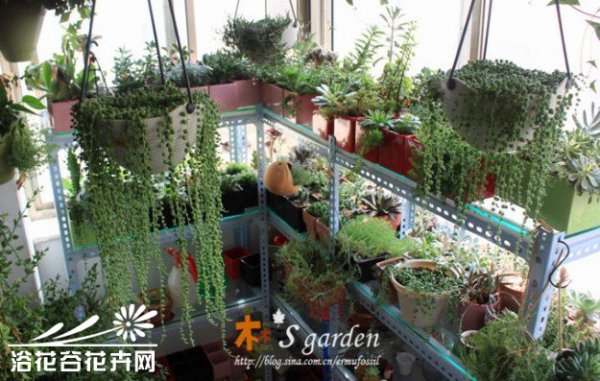珍珠吊兰-多肉植物成长记