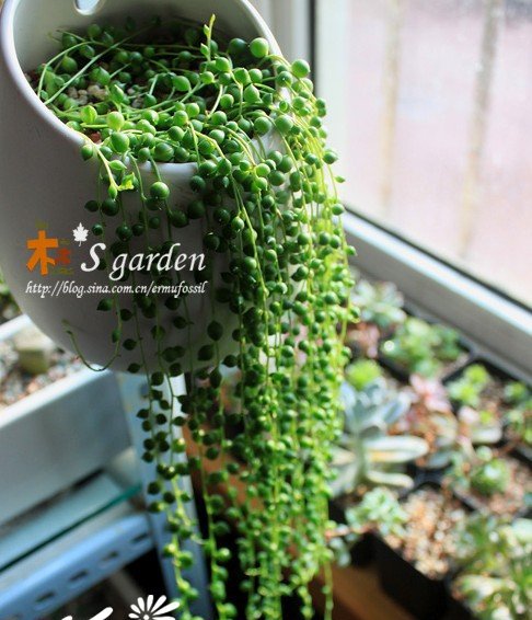 珍珠吊兰-多肉植物成长记
