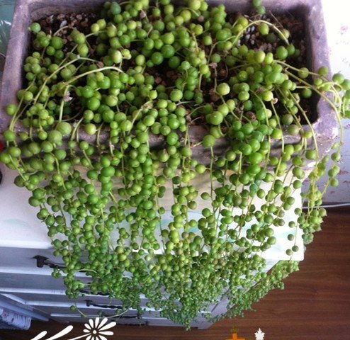 珍珠吊兰-多肉植物成长记