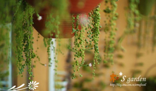 珍珠吊兰-多肉植物成长记