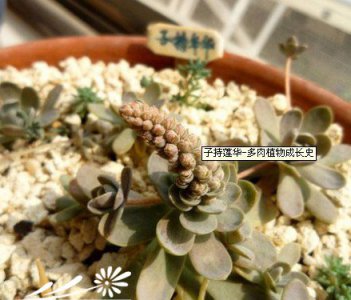 子持莲华-多肉植物成长史 《子持莲华多肉植物的成长历程》