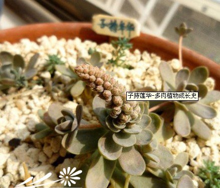 子持莲华-多肉植物成长史