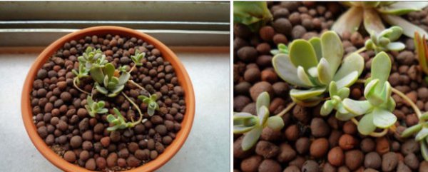 子持莲华-多肉植物成长史