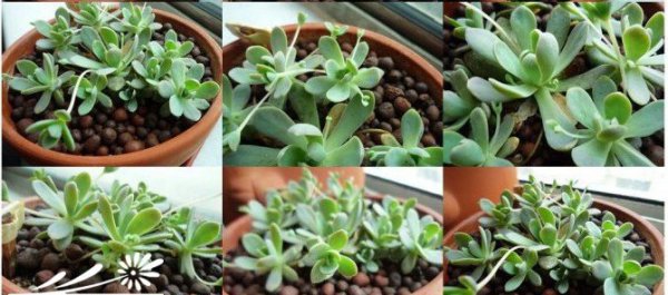 子持莲华-多肉植物成长史