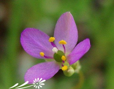 多肉植物马齿笕（Phemeranthus）的养护