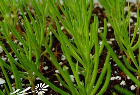 多肉植物马齿笕