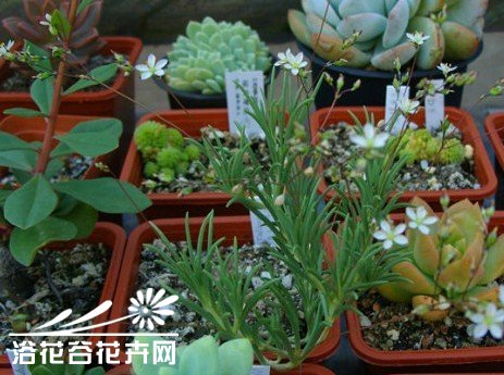 多肉植物马齿笕