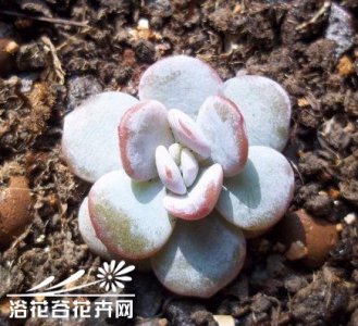 《多肉雪莲日常管理要点》 多肉植物雪莲的日常管理方法