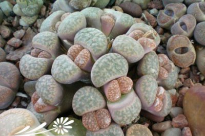 番杏科植物怎样促多分头？ 如何使培育的番杏科多分头