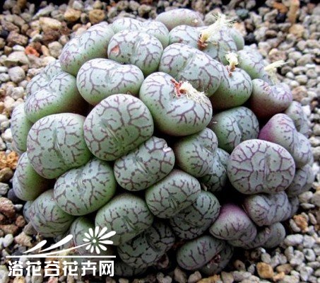 如何使培育的番杏科多分头